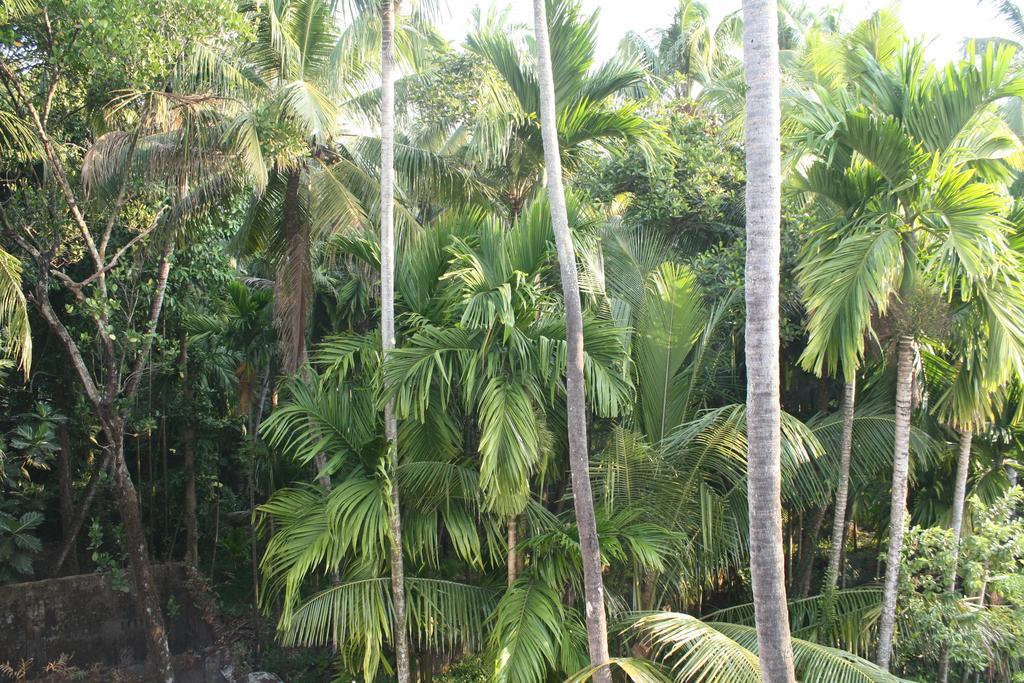 Greenview Homestay Kochi Oda fotoğraf